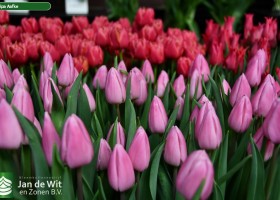 Tulipa Aafke ® (2)